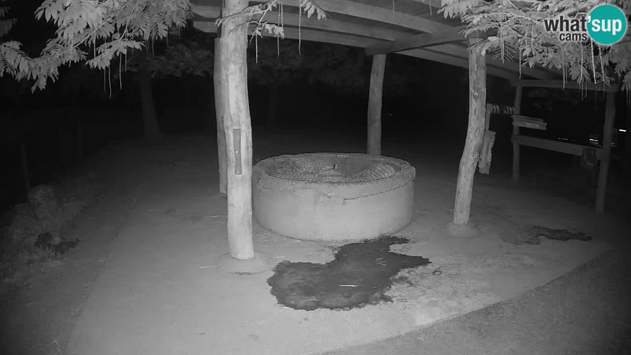 Live webcam Zebras in Ljubljana ZOO – Slovenia