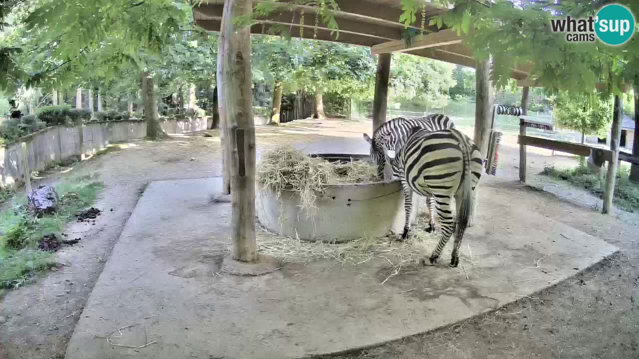 Live webcam Les zèbres in Ljubljana ZOO – Slovénie