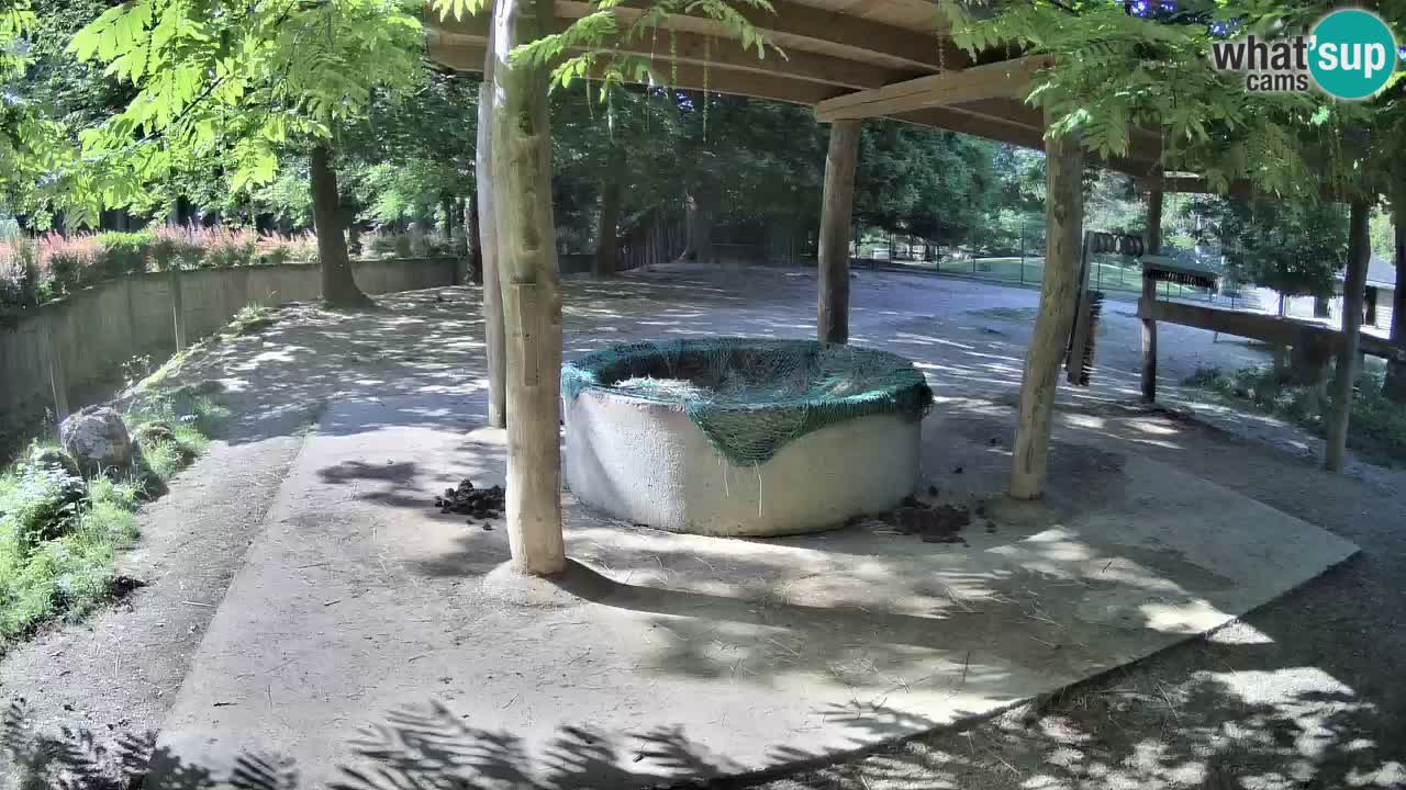 Zebre v živo v živalskem vrtu Ljubljana ZOO spletne kamere