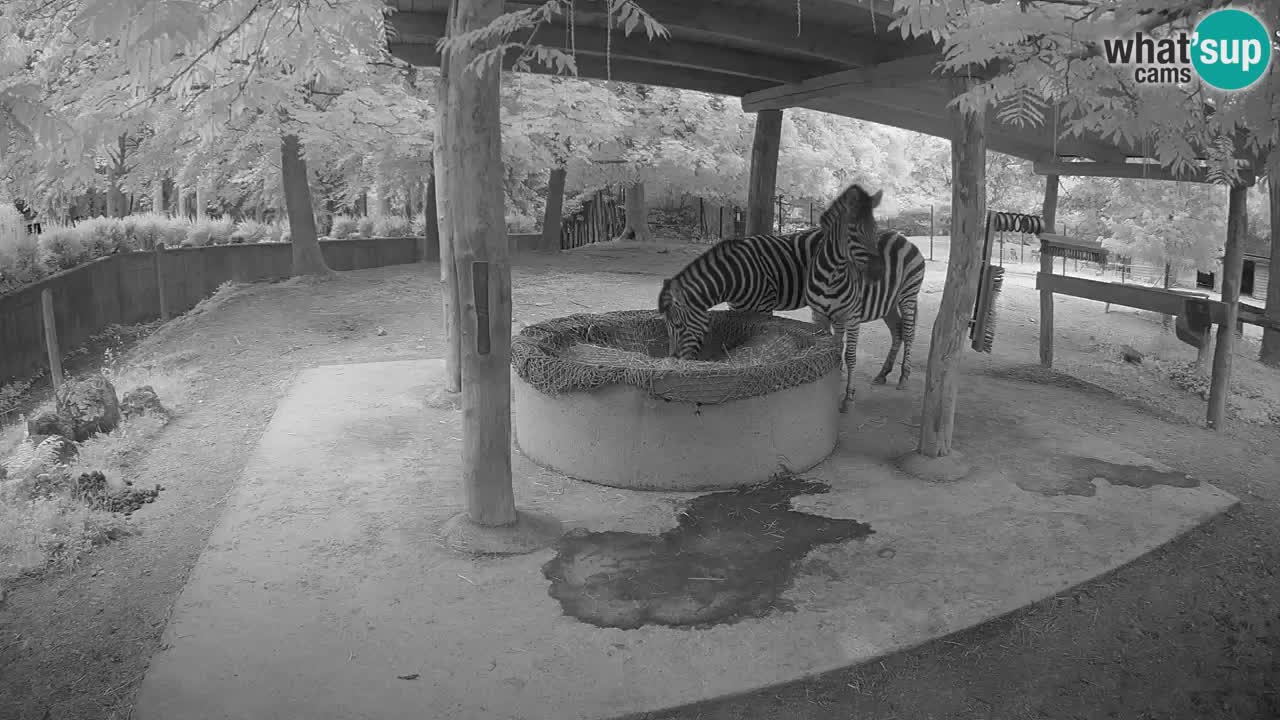Web kamera uživo Zebras u ZOO Ljubljana – Slovenija