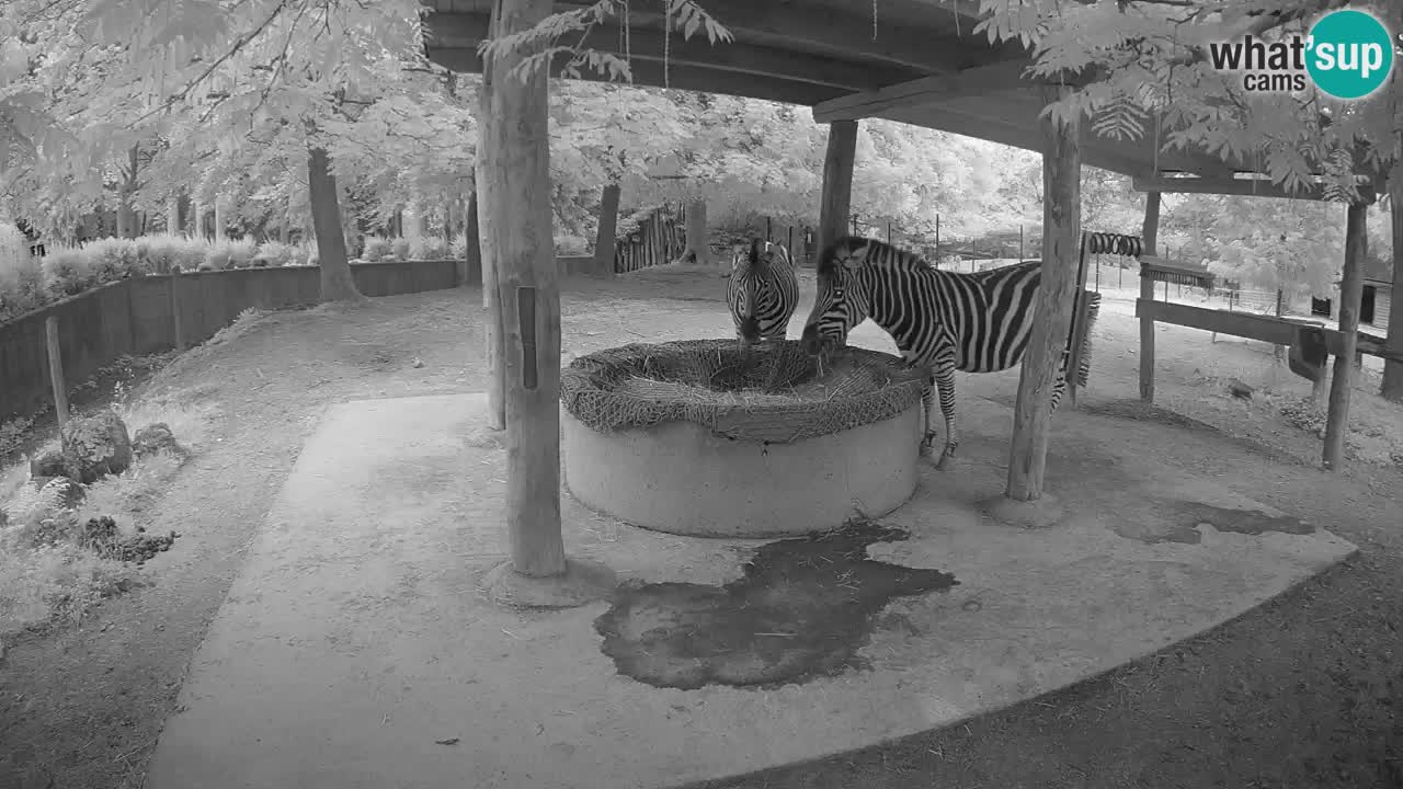 Le Zebre nello ZOO di Ljubljana – Slovenia Live webcam
