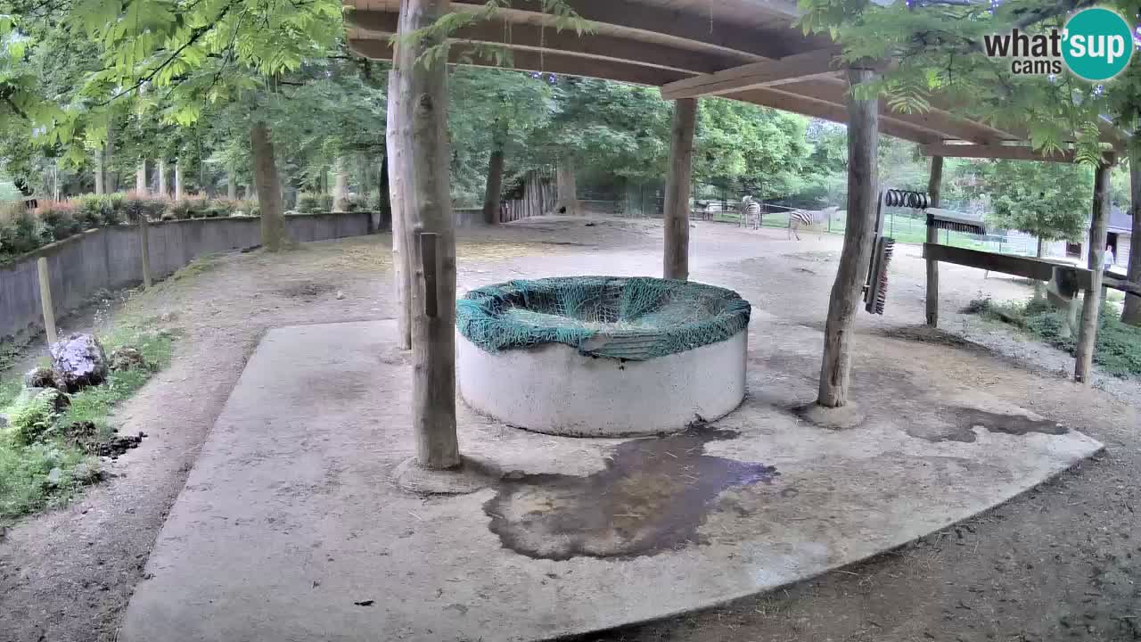 Le Zebre nello ZOO di Ljubljana – Slovenia Live webcam