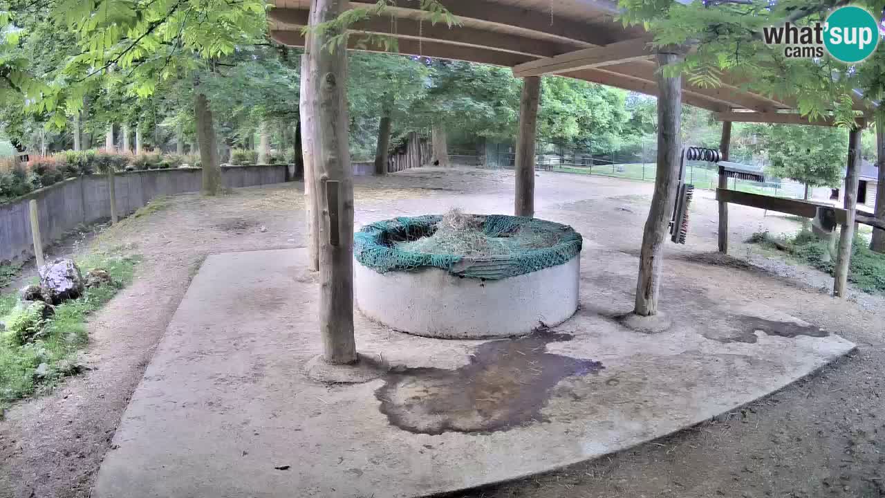 Web kamera uživo Zebras u ZOO Ljubljana – Slovenija