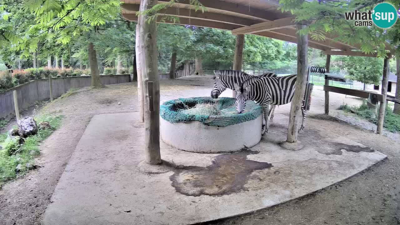 Le Zebre nello ZOO di Ljubljana – Slovenia Live webcam