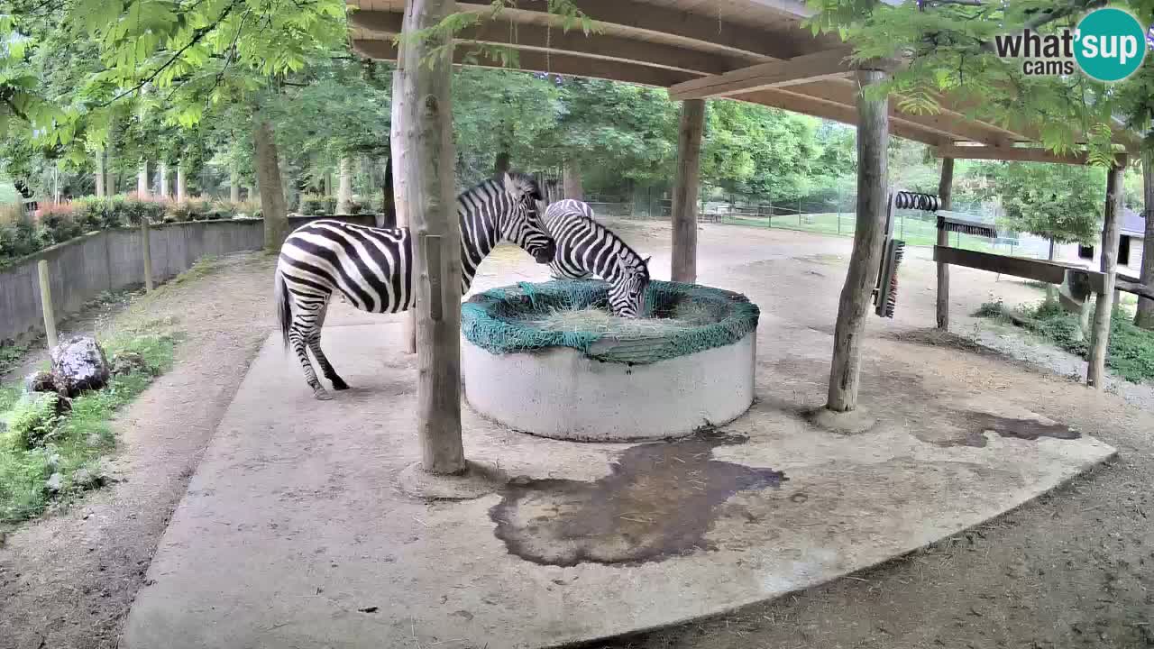Camera en vivo Cebras in Ljubljana ZOO – Eslovenia
