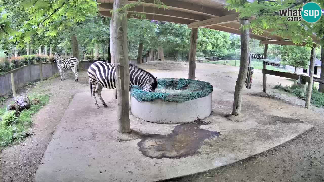 Live webcam Les zèbres in Ljubljana ZOO – Slovénie