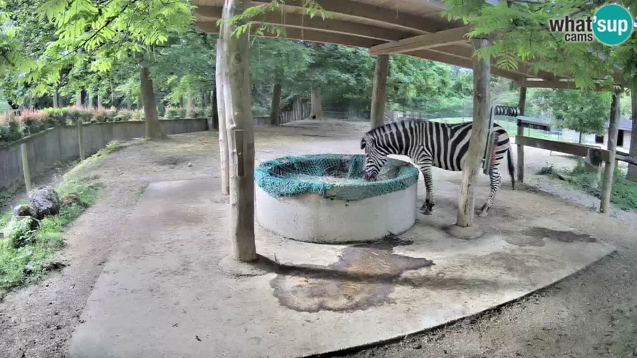 Camera en vivo Cebras in Ljubljana ZOO – Eslovenia