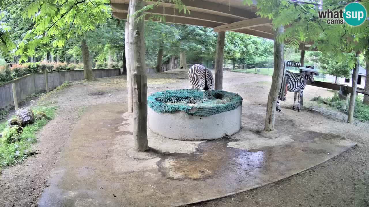 Zebre v živo v živalskem vrtu Ljubljana ZOO spletne kamere