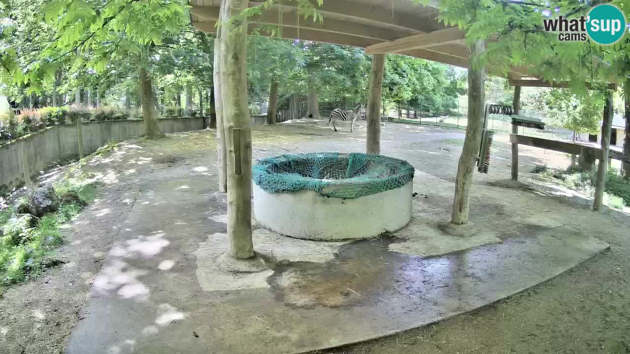 Zebre v živo v živalskem vrtu Ljubljana ZOO spletne kamere