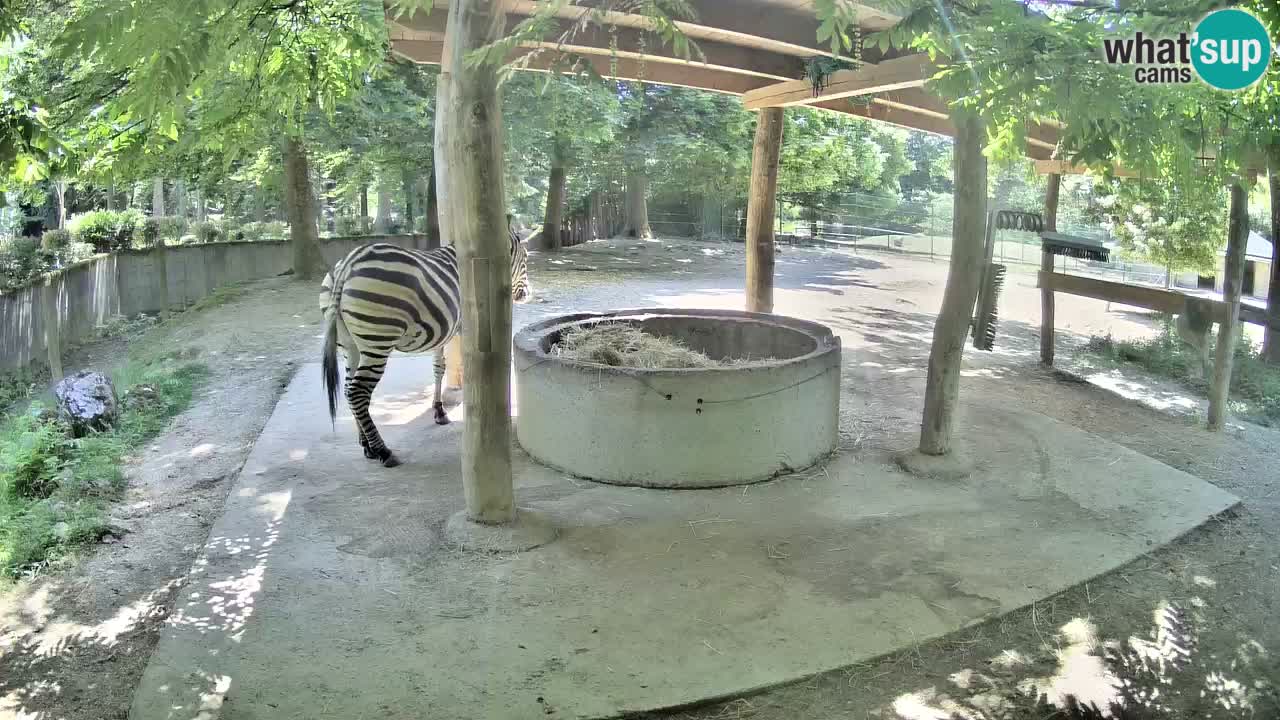 Web kamera uživo Zebras u ZOO Ljubljana – Slovenija