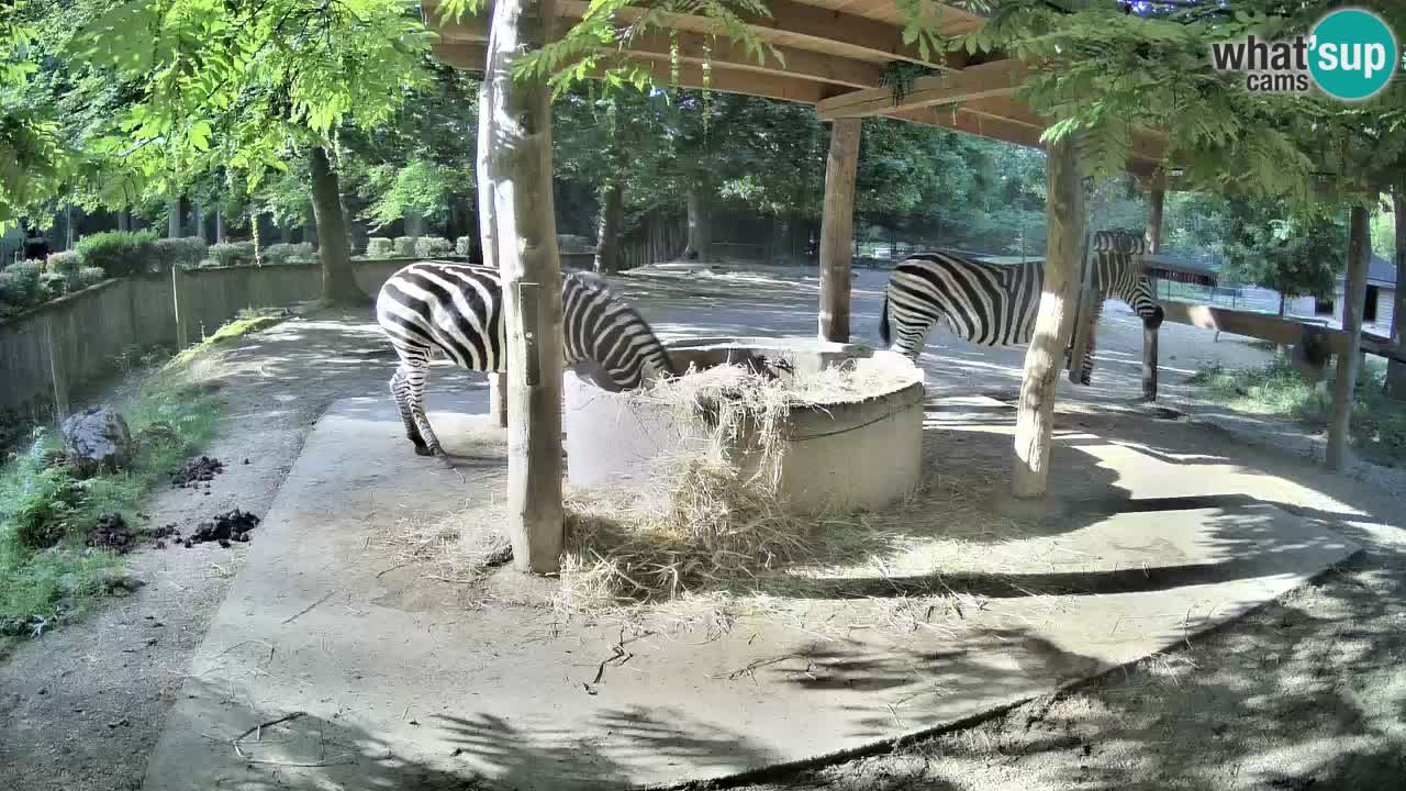 Camera en vivo Cebras in Ljubljana ZOO – Eslovenia