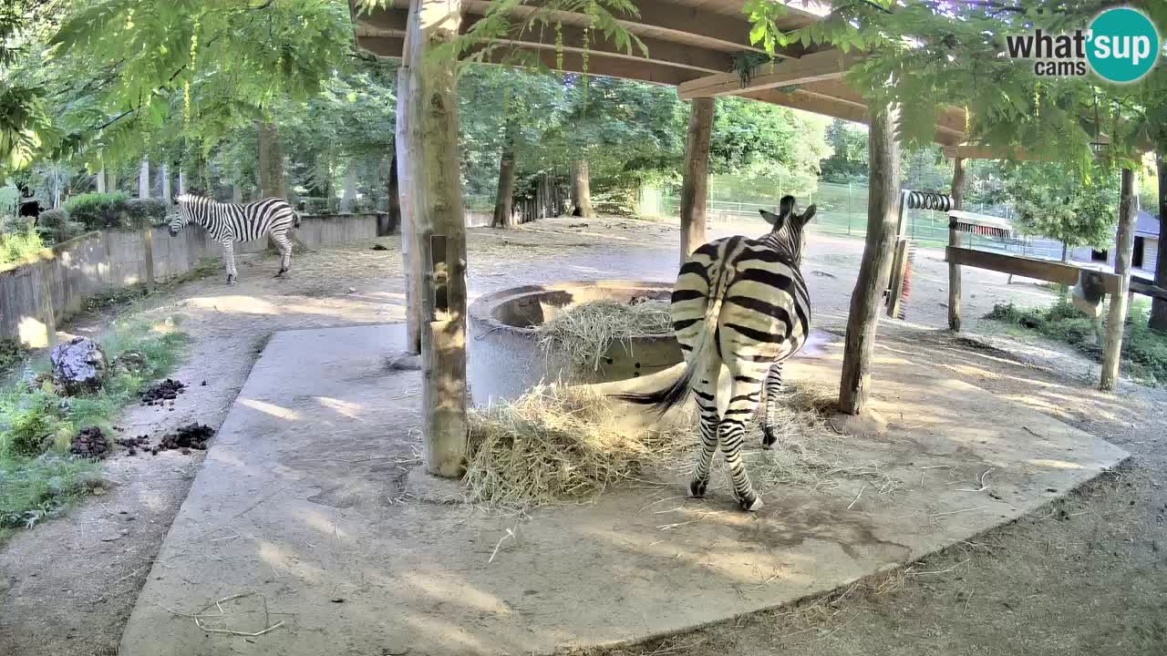 Live Webcam Zebras in Ljubljana ZOO – Slowenien