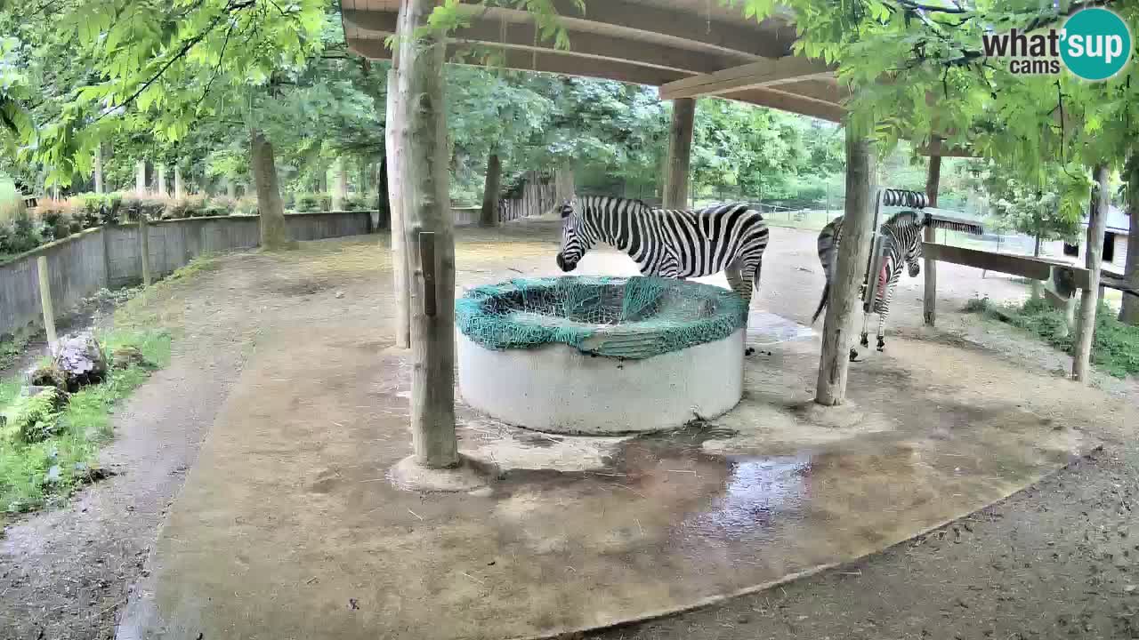 Web kamera uživo Zebras u ZOO Ljubljana – Slovenija