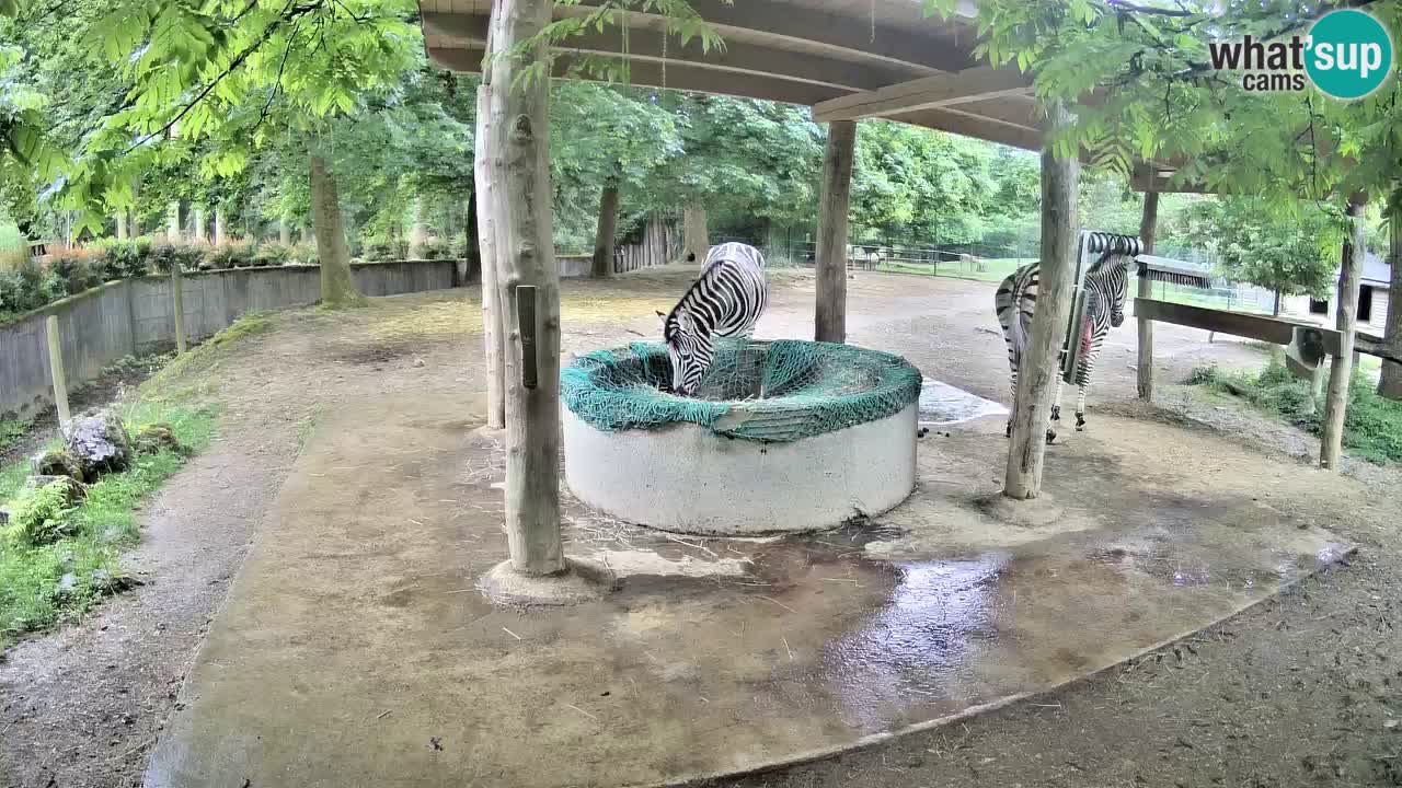 Live Webcam Zebras in Ljubljana ZOO – Slowenien