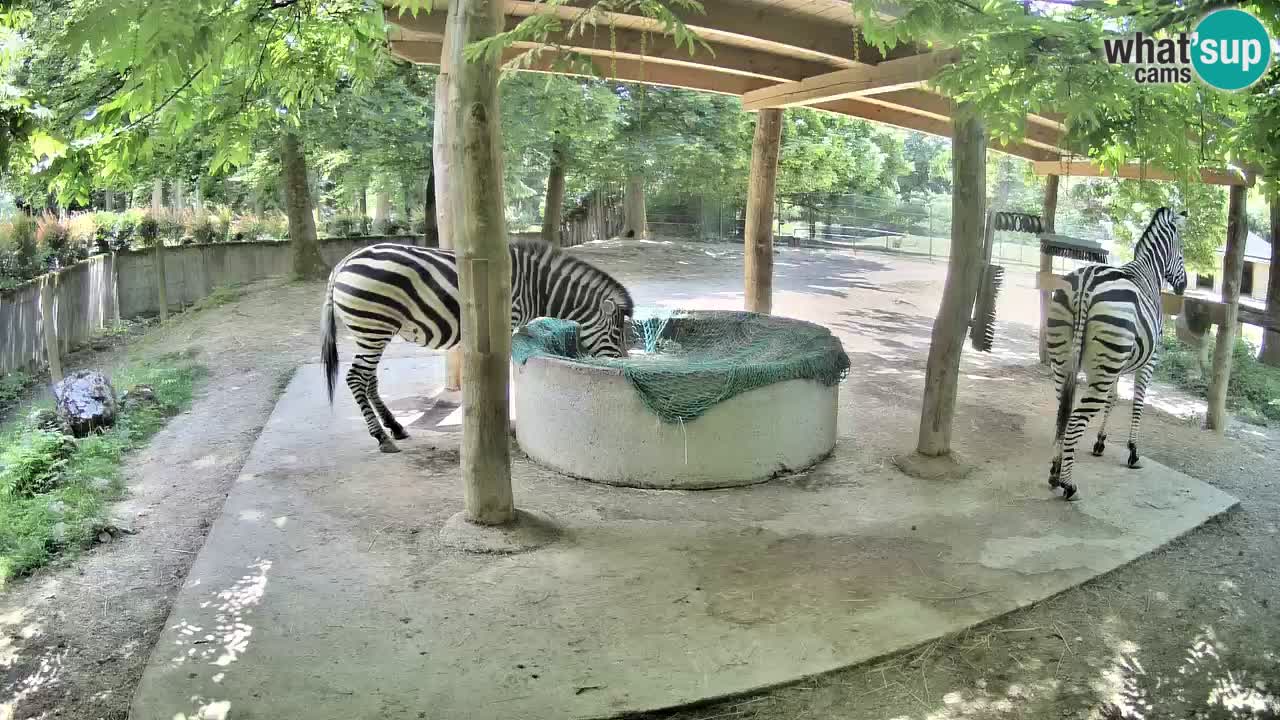 Le Zebre nello ZOO di Ljubljana – Slovenia Live webcam