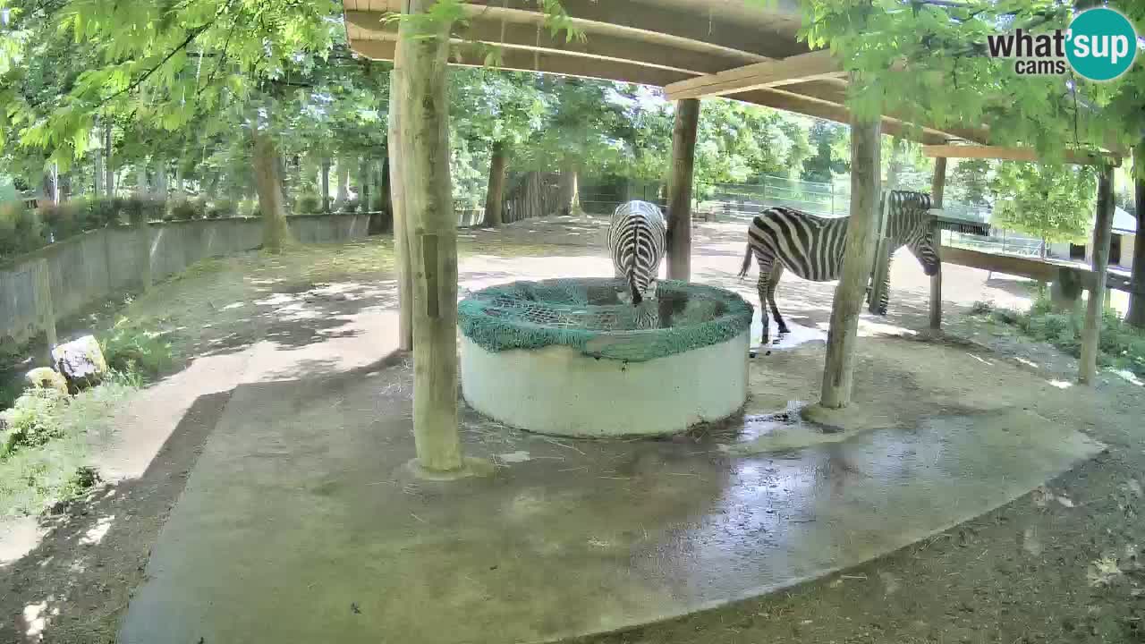 Live Webcam Zebras in Ljubljana ZOO – Slowenien