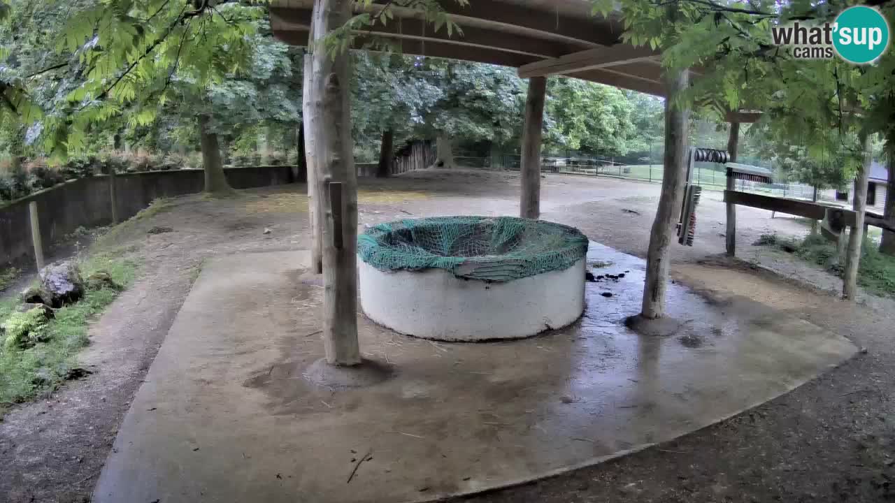 Live webcam Les zèbres in Ljubljana ZOO – Slovénie