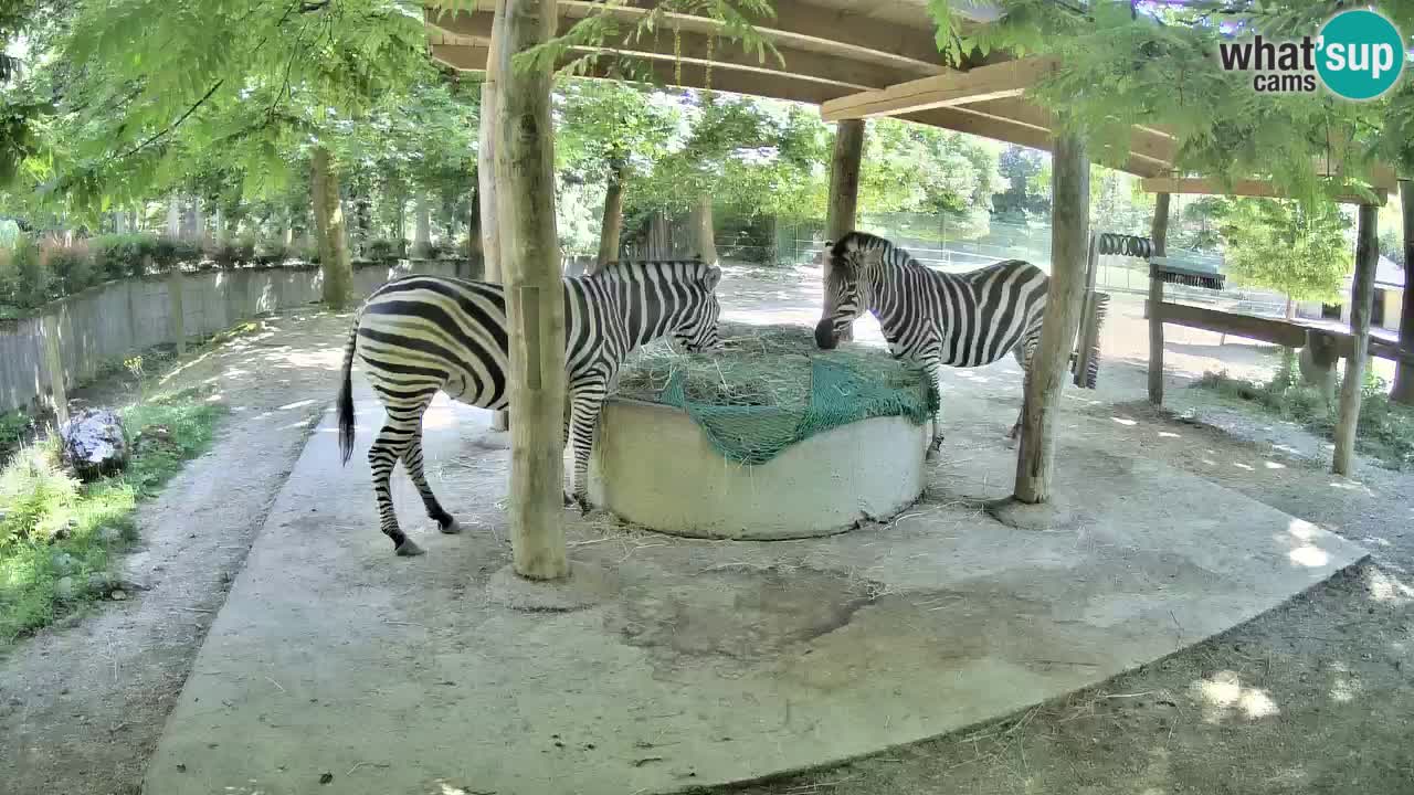 Web kamera uživo Zebras u ZOO Ljubljana – Slovenija