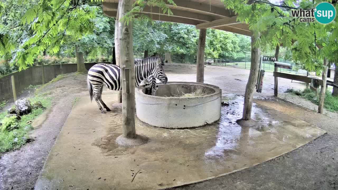 Web kamera uživo Zebras u ZOO Ljubljana – Slovenija