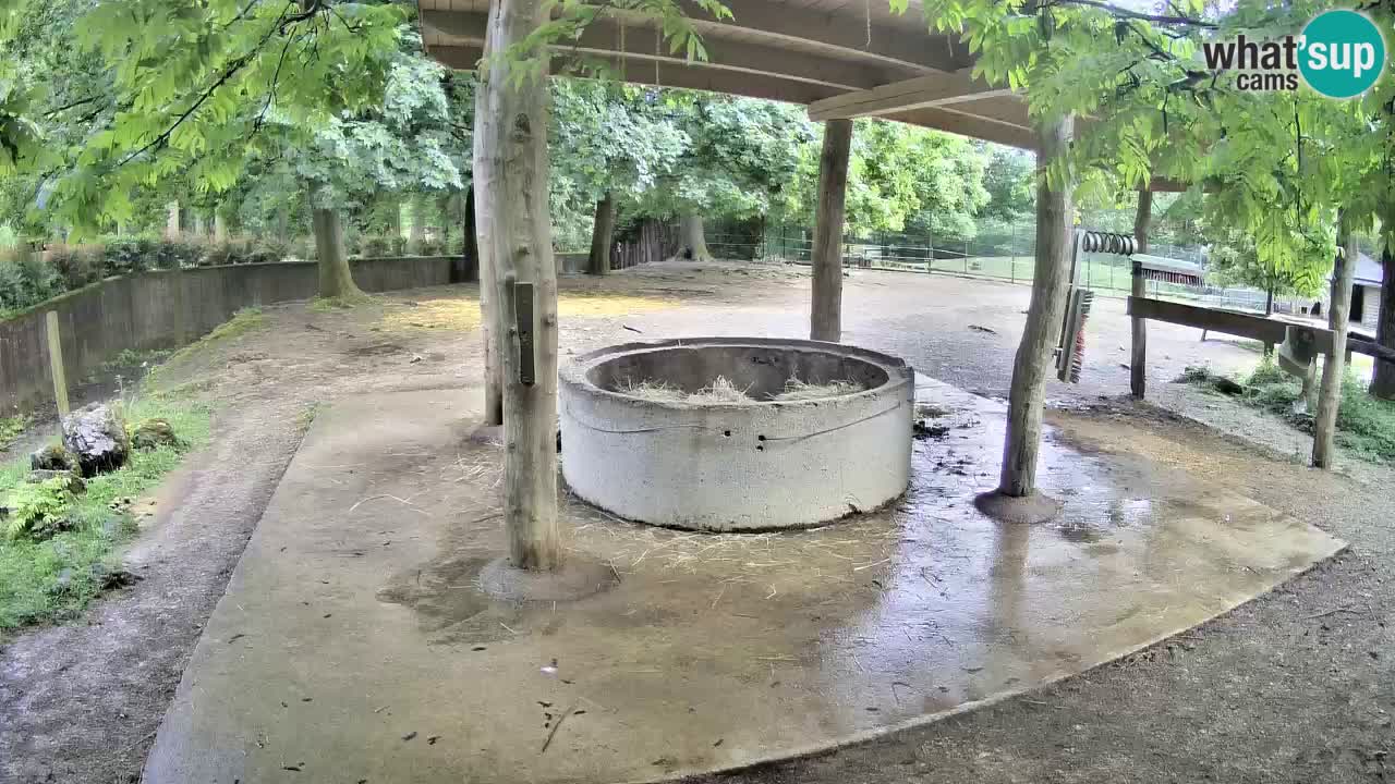 Live webcam Zebras in Ljubljana ZOO – Slovenia