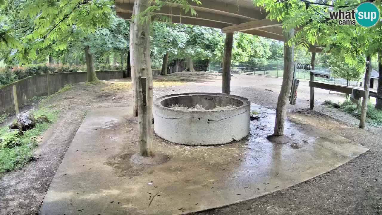 Live Webcam Zebras in Ljubljana ZOO – Slowenien
