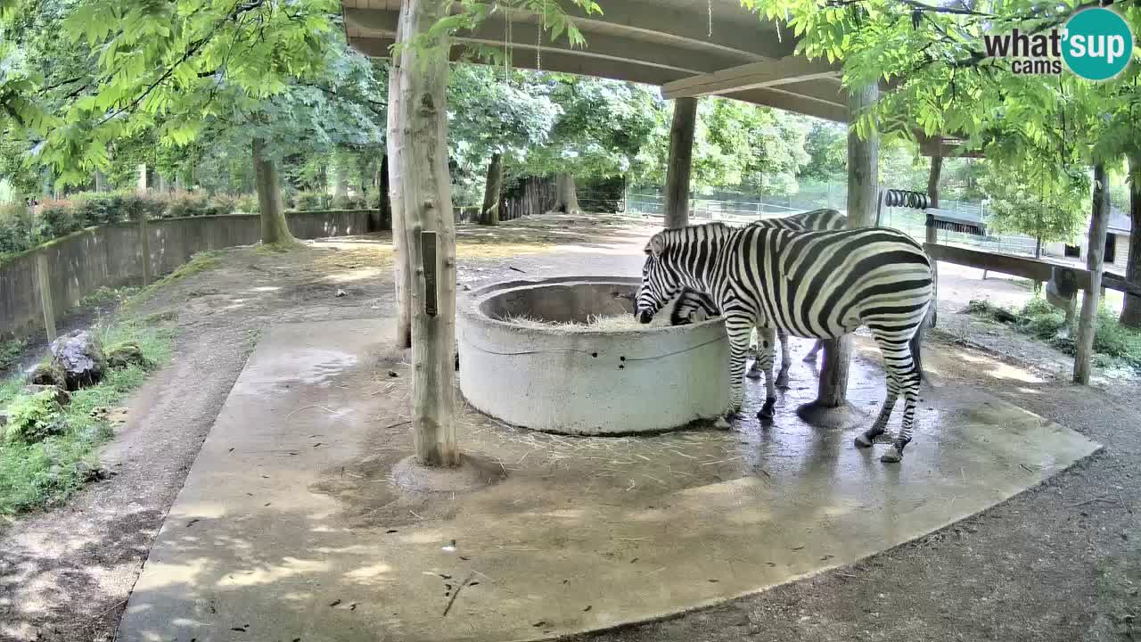 Zebre v živo v živalskem vrtu Ljubljana ZOO spletne kamere