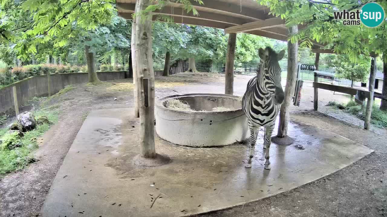 Live webcam Les zèbres in Ljubljana ZOO – Slovénie