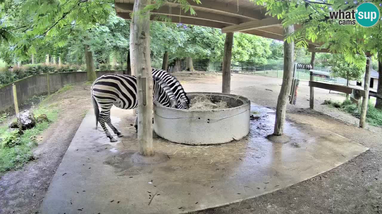 Live webcam Zebras in Ljubljana ZOO – Slovenia
