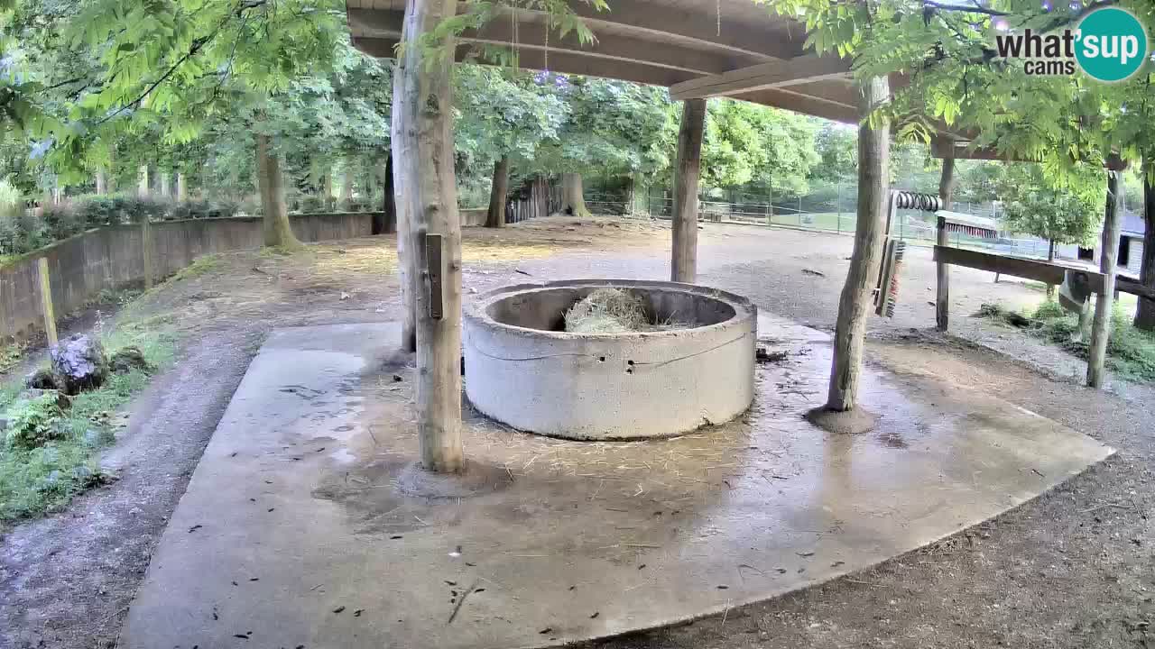 Live webcam Zebras in Ljubljana ZOO – Slovenia