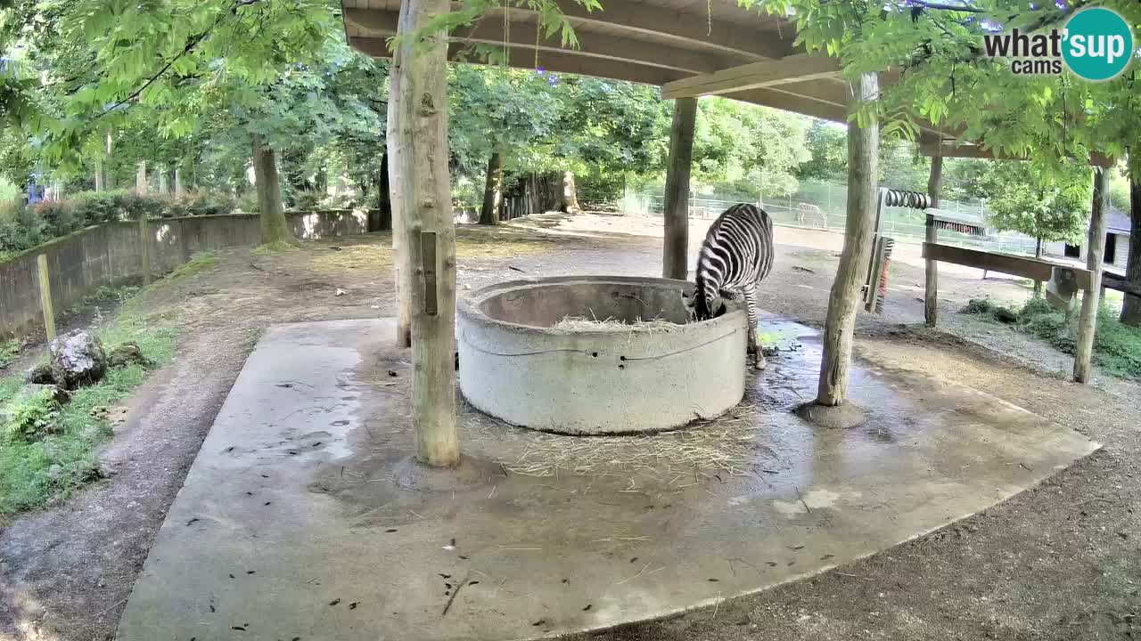 Web kamera uživo Zebras u ZOO Ljubljana – Slovenija