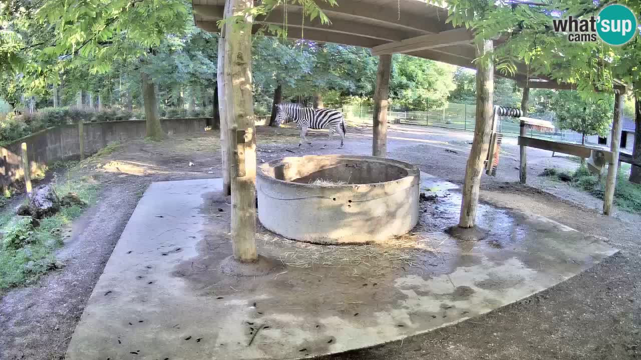 Le Zebre nello ZOO di Ljubljana – Slovenia Live webcam
