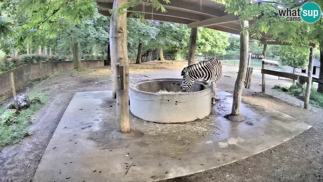 Live webcam Les zèbres in Ljubljana ZOO – Slovénie