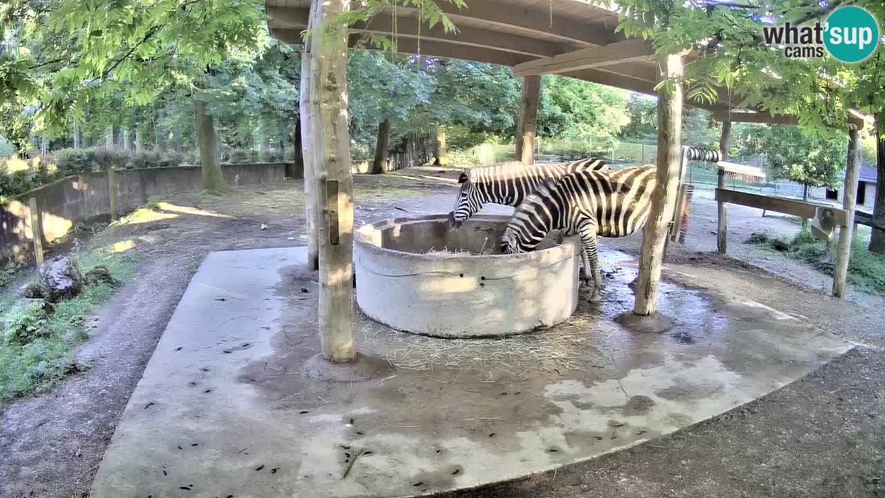Live Webcam Zebras in Ljubljana ZOO – Slowenien