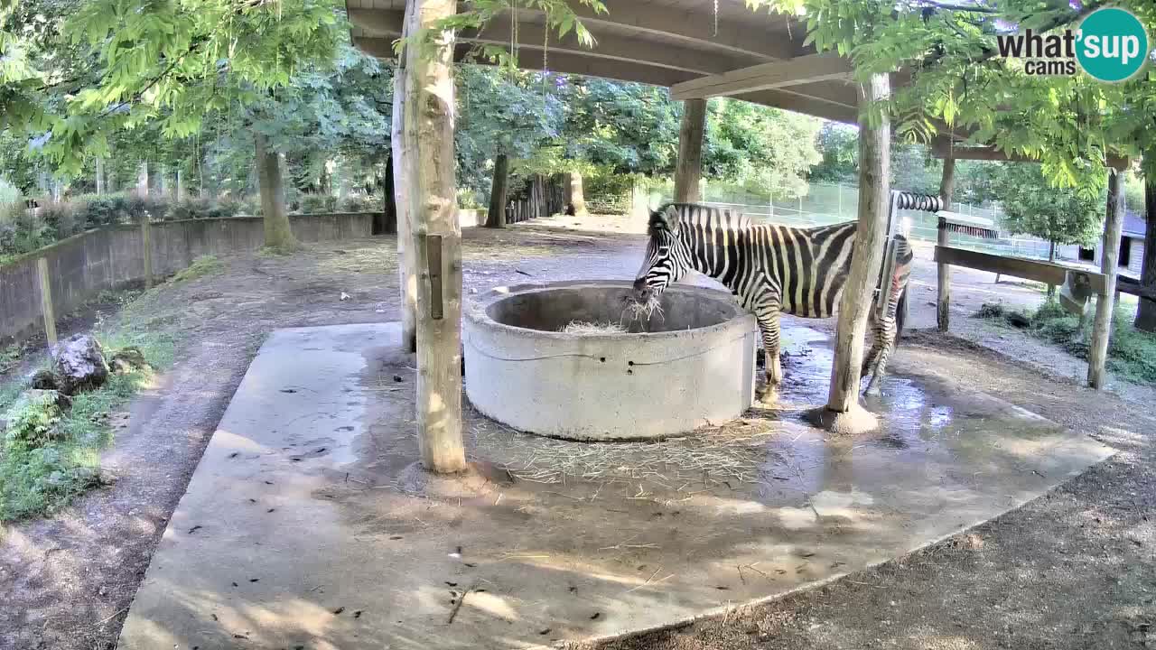 Live webcam Zebras in Ljubljana ZOO – Slovenia