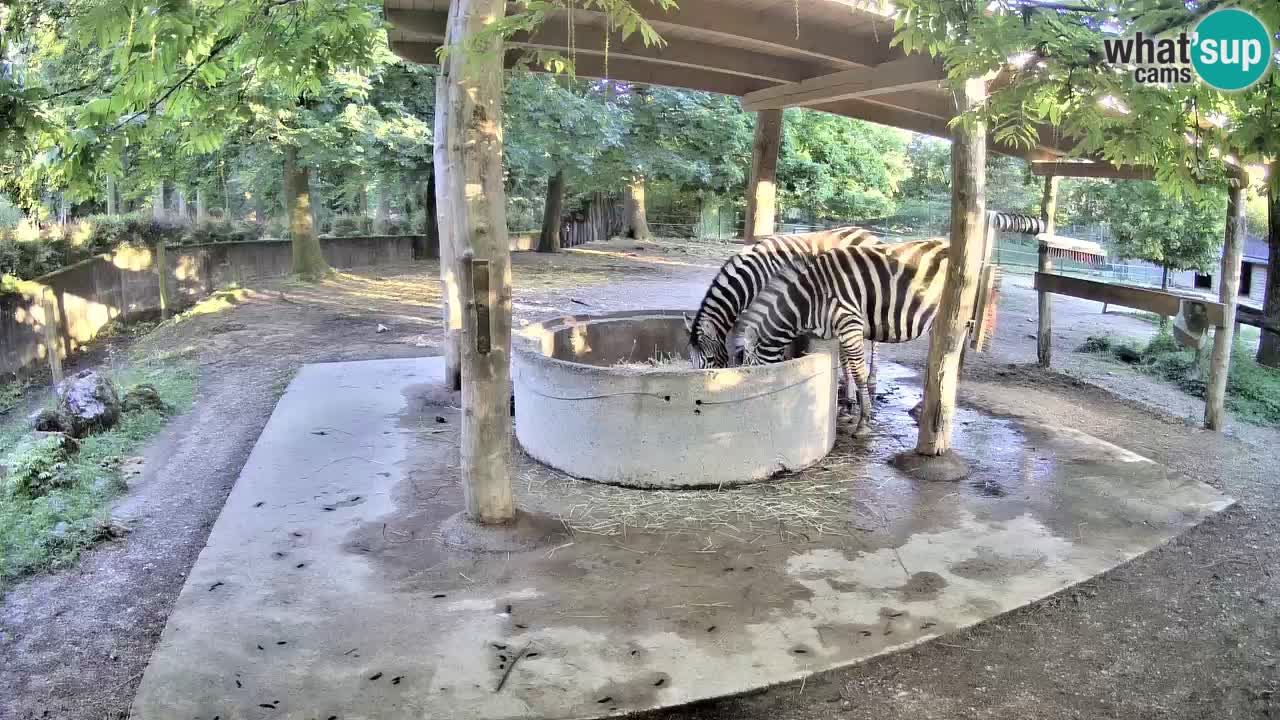 Web kamera uživo Zebras u ZOO Ljubljana – Slovenija