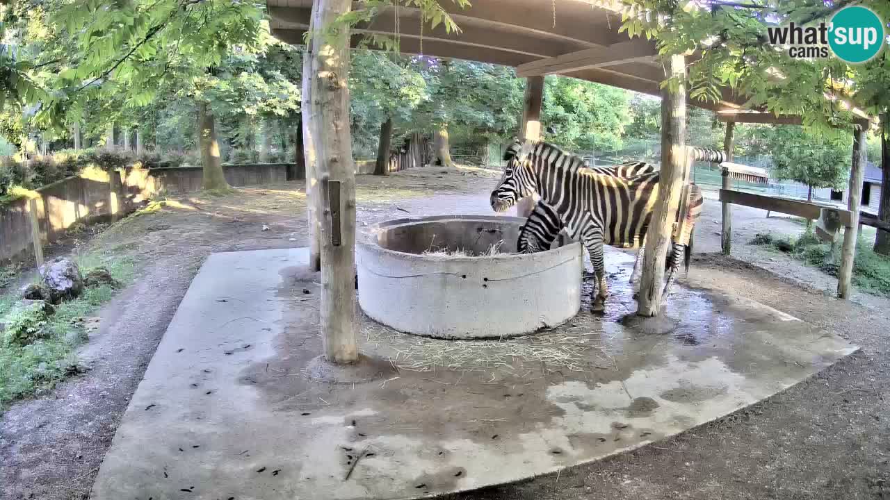 Live Webcam Zebras in Ljubljana ZOO – Slowenien