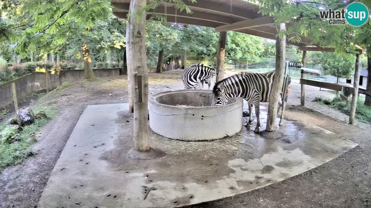 Live webcam Zebras in Ljubljana ZOO – Slovenia