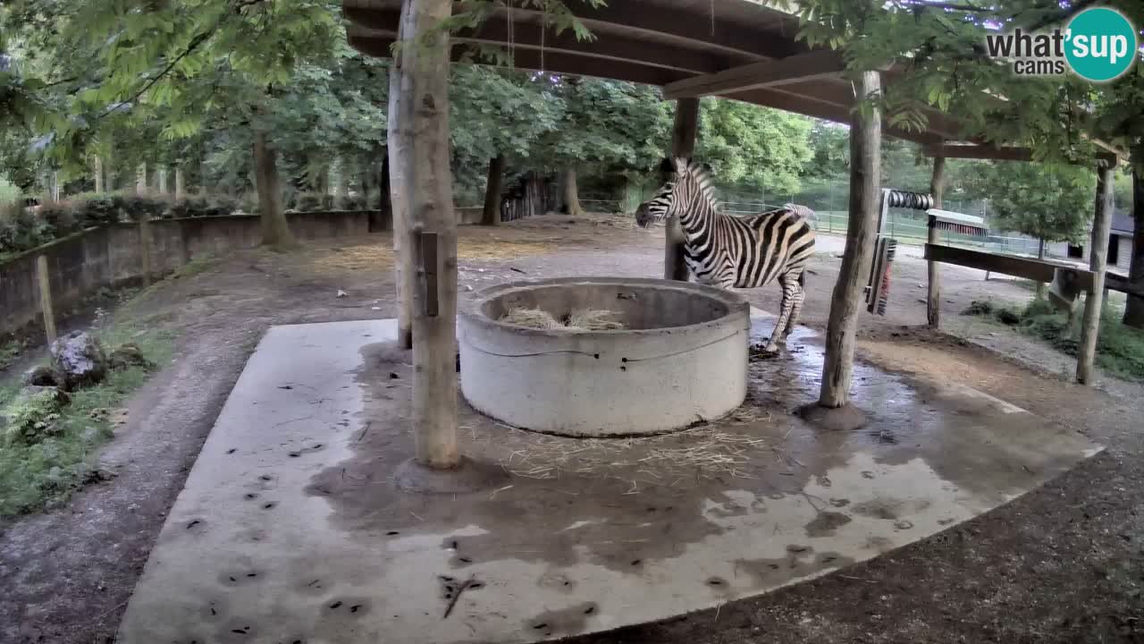 Live Webcam Zebras in Ljubljana ZOO – Slowenien