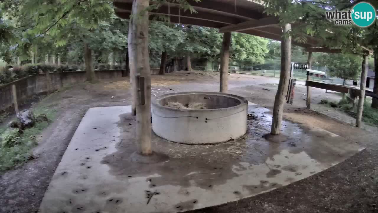 Zebre v živo v živalskem vrtu Ljubljana ZOO spletne kamere