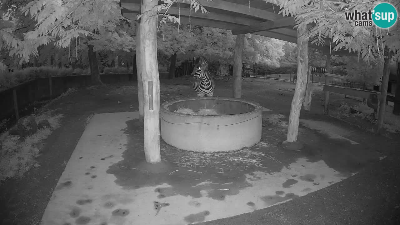 Camera en vivo Cebras in Ljubljana ZOO – Eslovenia