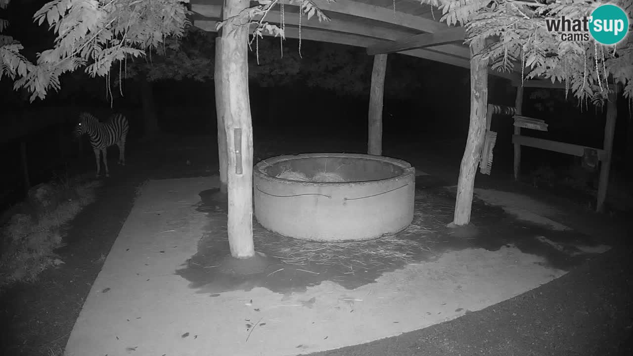 Live Webcam Zebras in Ljubljana ZOO – Slowenien