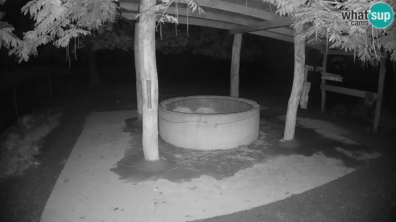 Live webcam Zebras in Ljubljana ZOO – Slovenia