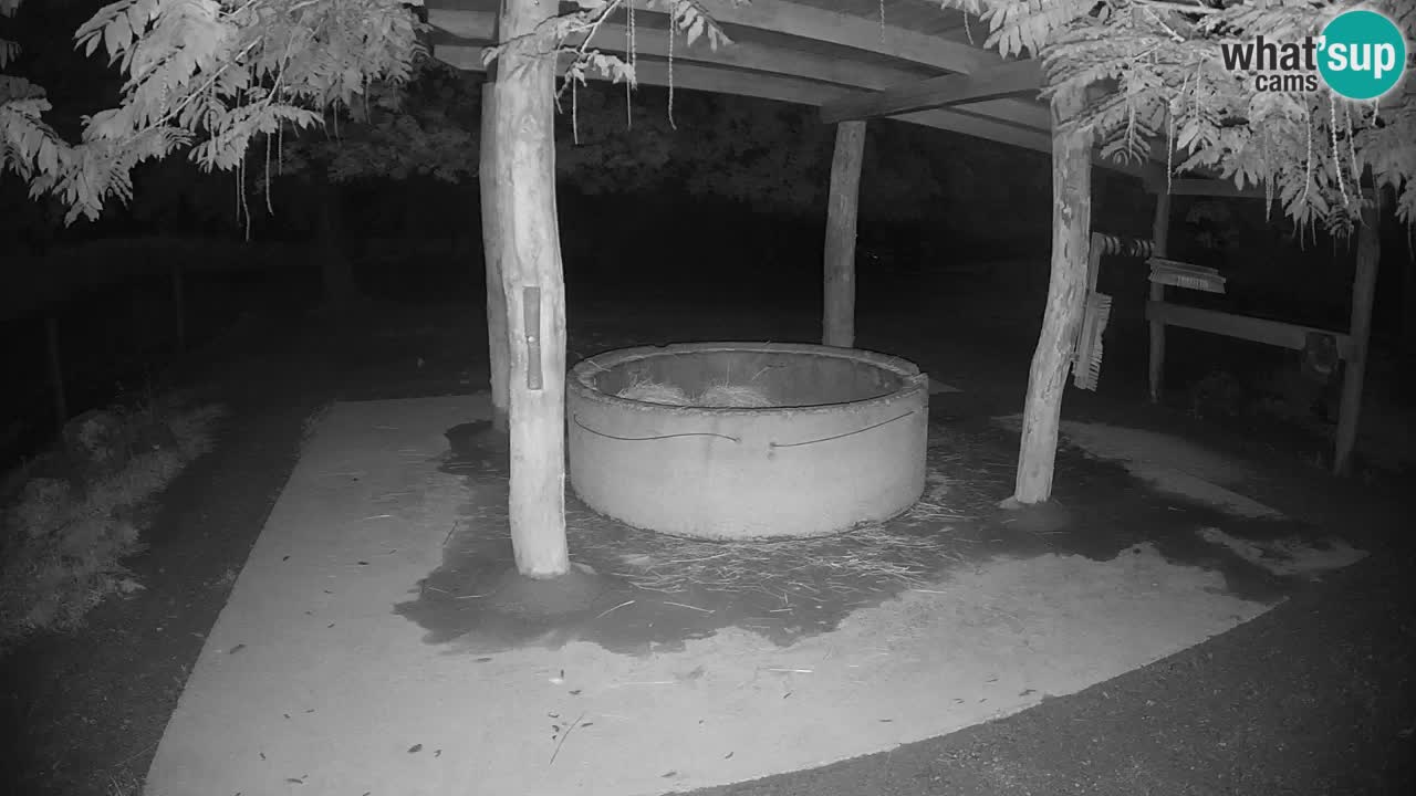 Live webcam Zebras in Ljubljana ZOO – Slovenia