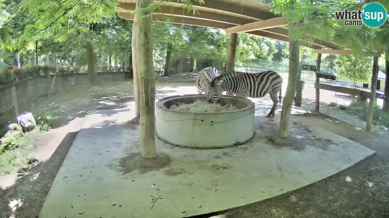 Camera en vivo Cebras in Ljubljana ZOO – Eslovenia