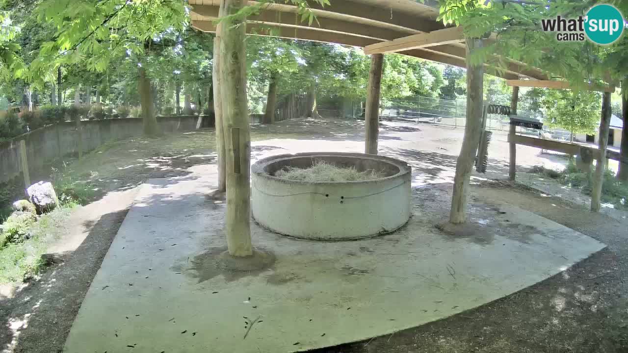 Live webcam Les zèbres in Ljubljana ZOO – Slovénie