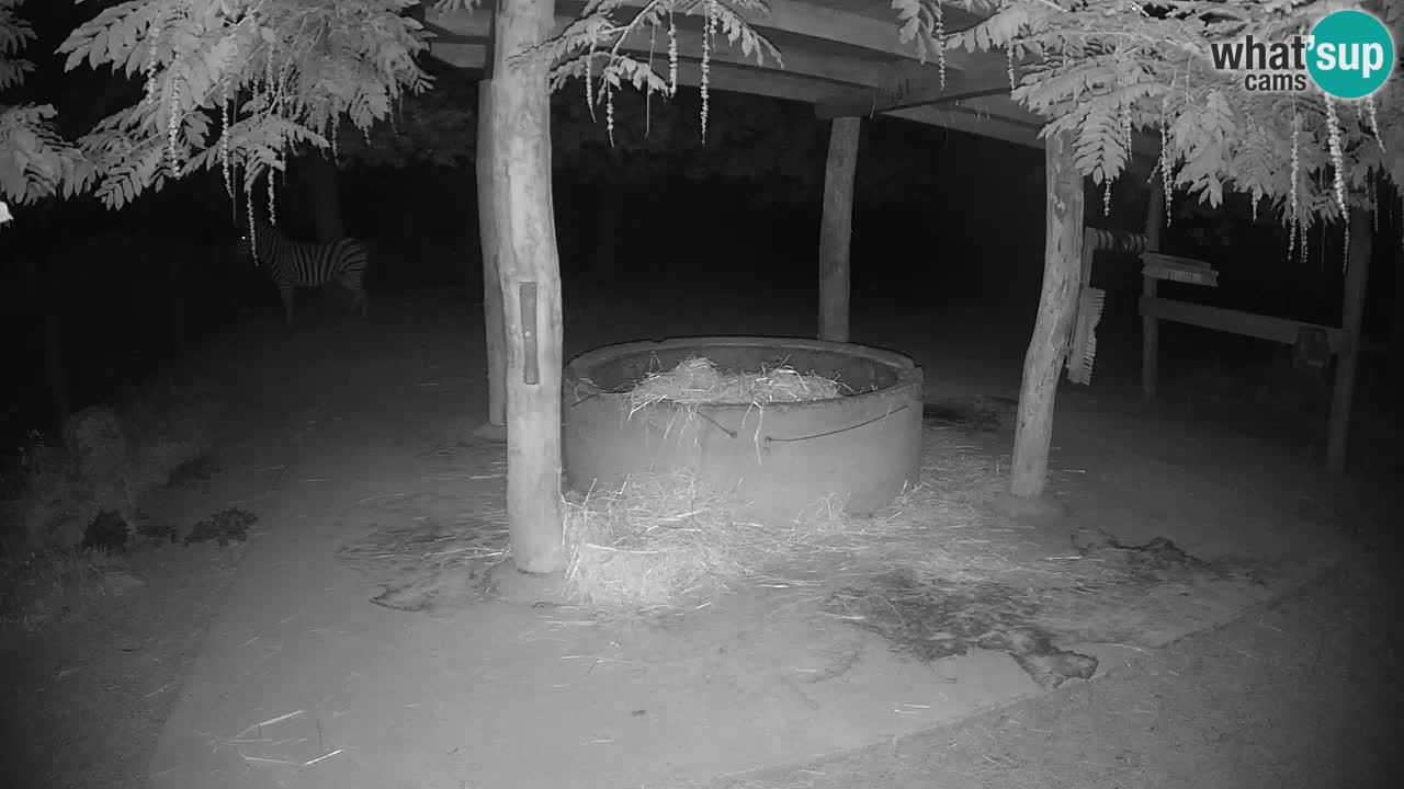 Le Zebre nello ZOO di Ljubljana – Slovenia Live webcam