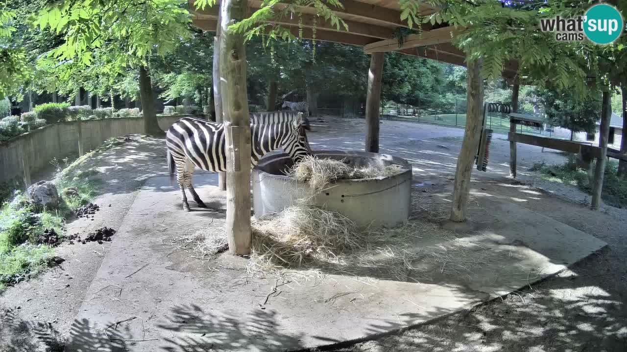 Live webcam Zebras in Ljubljana ZOO – Slovenia