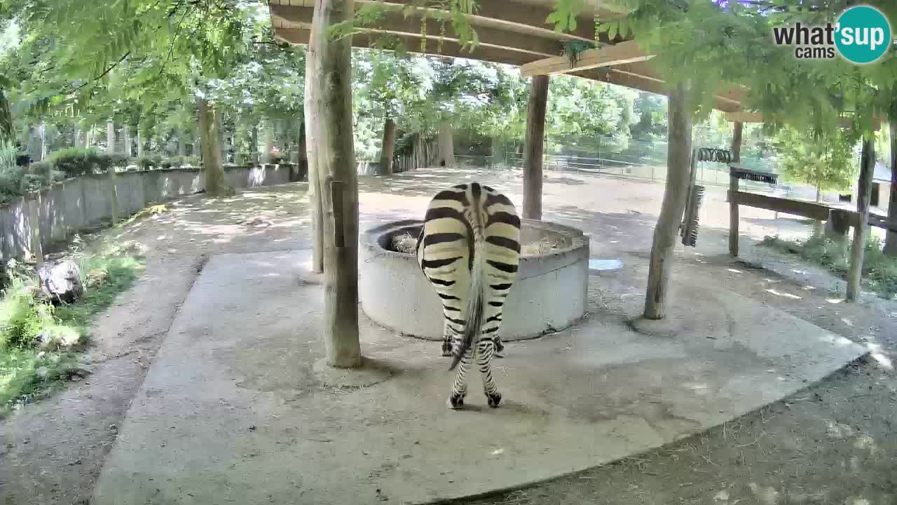 Live webcam Zebras in Ljubljana ZOO – Slovenia