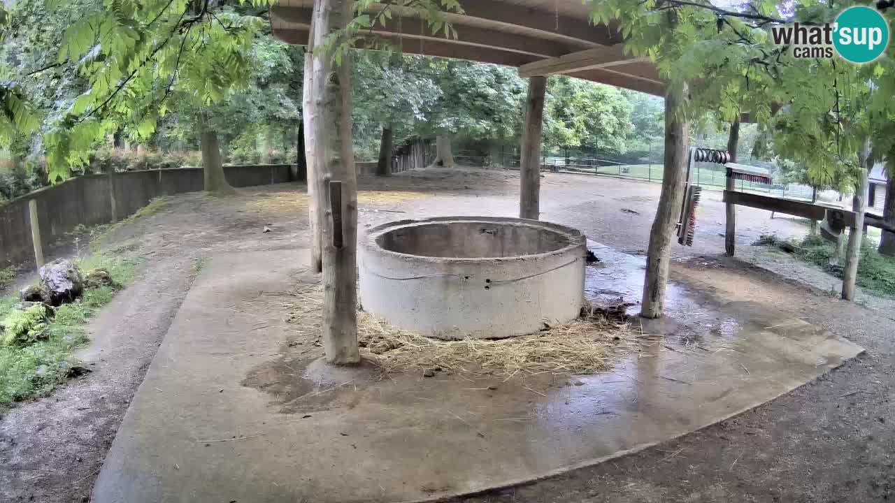 Live webcam Zebras in Ljubljana ZOO – Slovenia