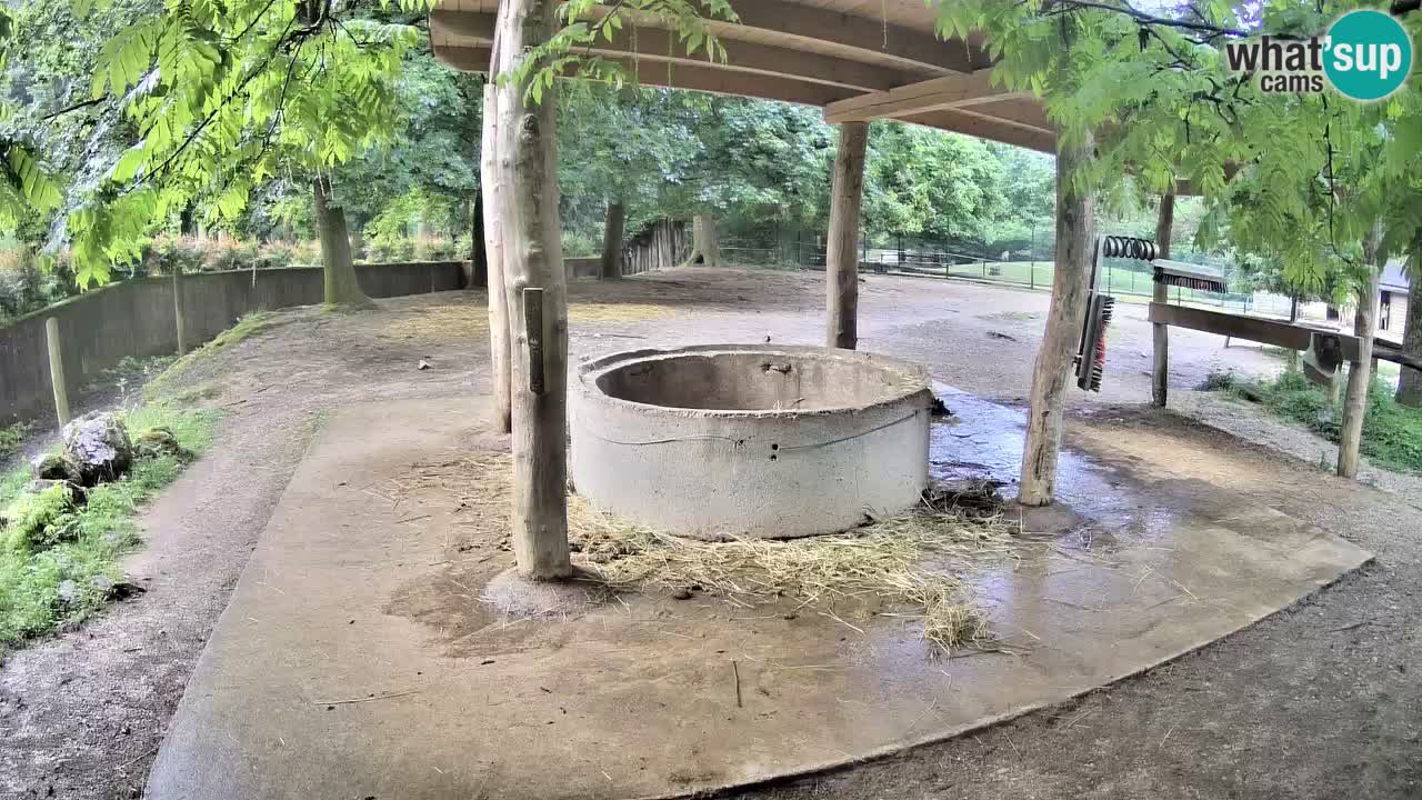 Live webcam Zebras in Ljubljana ZOO – Slovenia